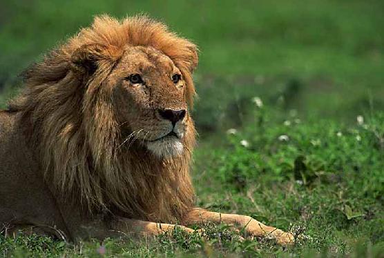 The Lion of the tribe of Judah